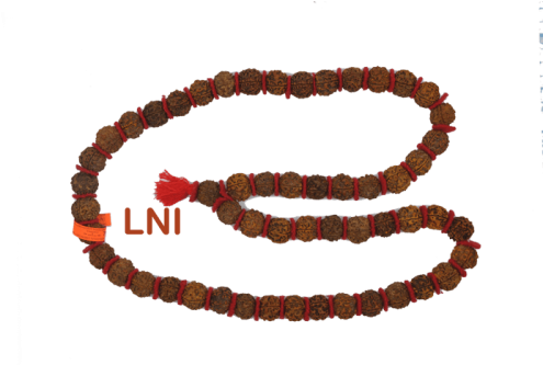 Fossil Group (500x500), Png Download