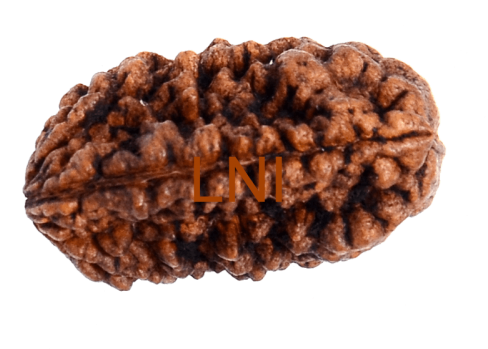 1 Mukhi Kaju Rudraksha Size - Cashew (500x500), Png Download