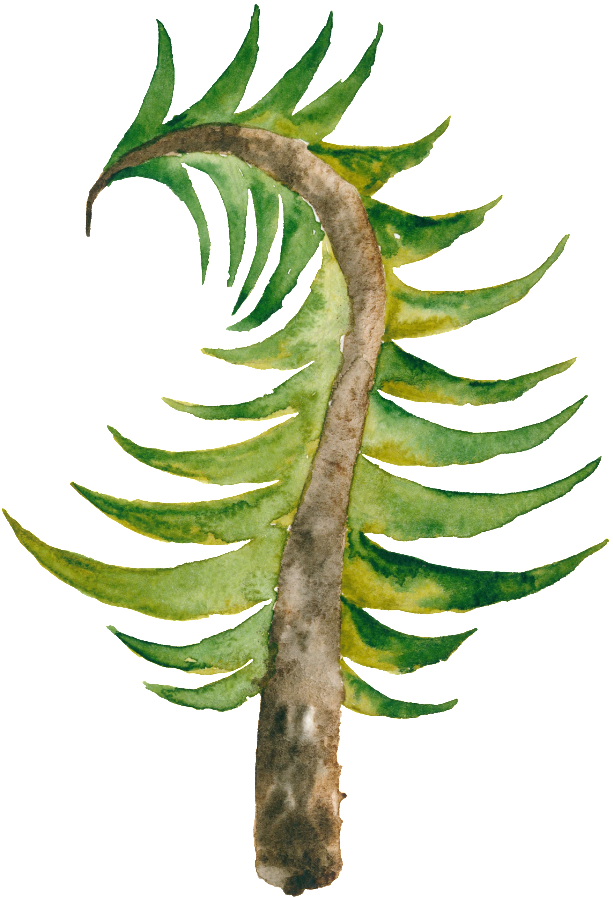 Curved Christmas Tree Hand Drawn Christmas Tree Transparent - Christmas Day (1024x1024), Png Download