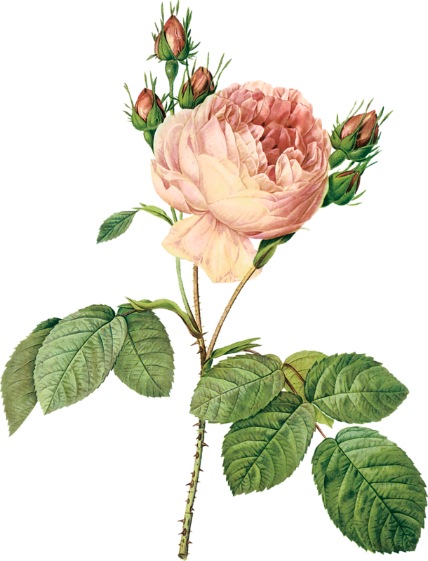 Cajoline Oldroses El11 - Pierre Joseph Redoute Art (610x800), Png Download