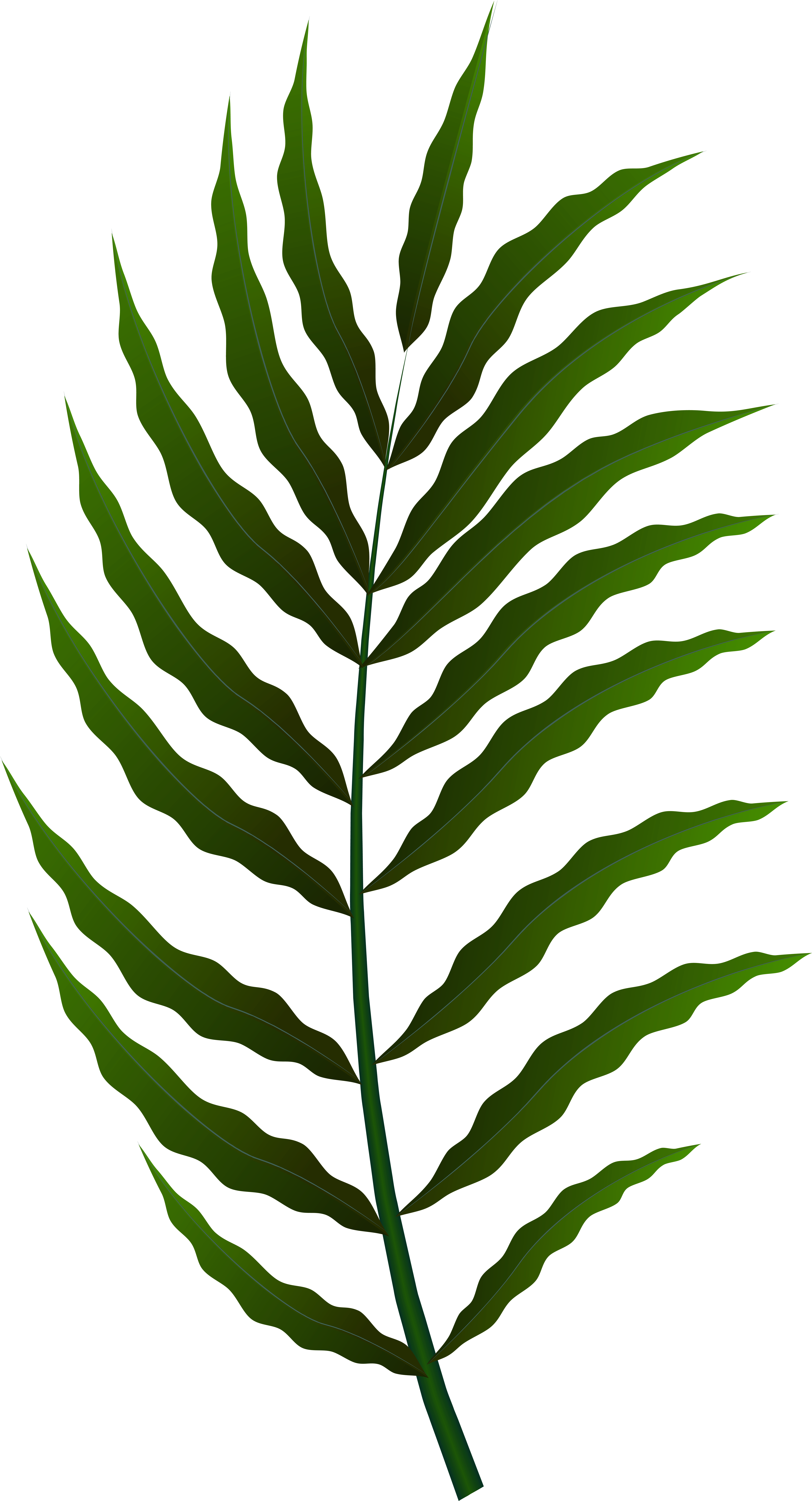 Fern (4328x8000), Png Download