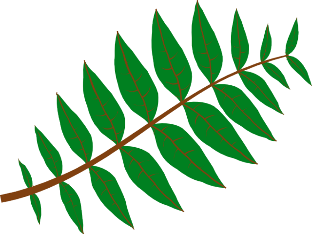Free On Dumielauxepices Net Daun - Ash Leaf Clipart (640x480), Png Download
