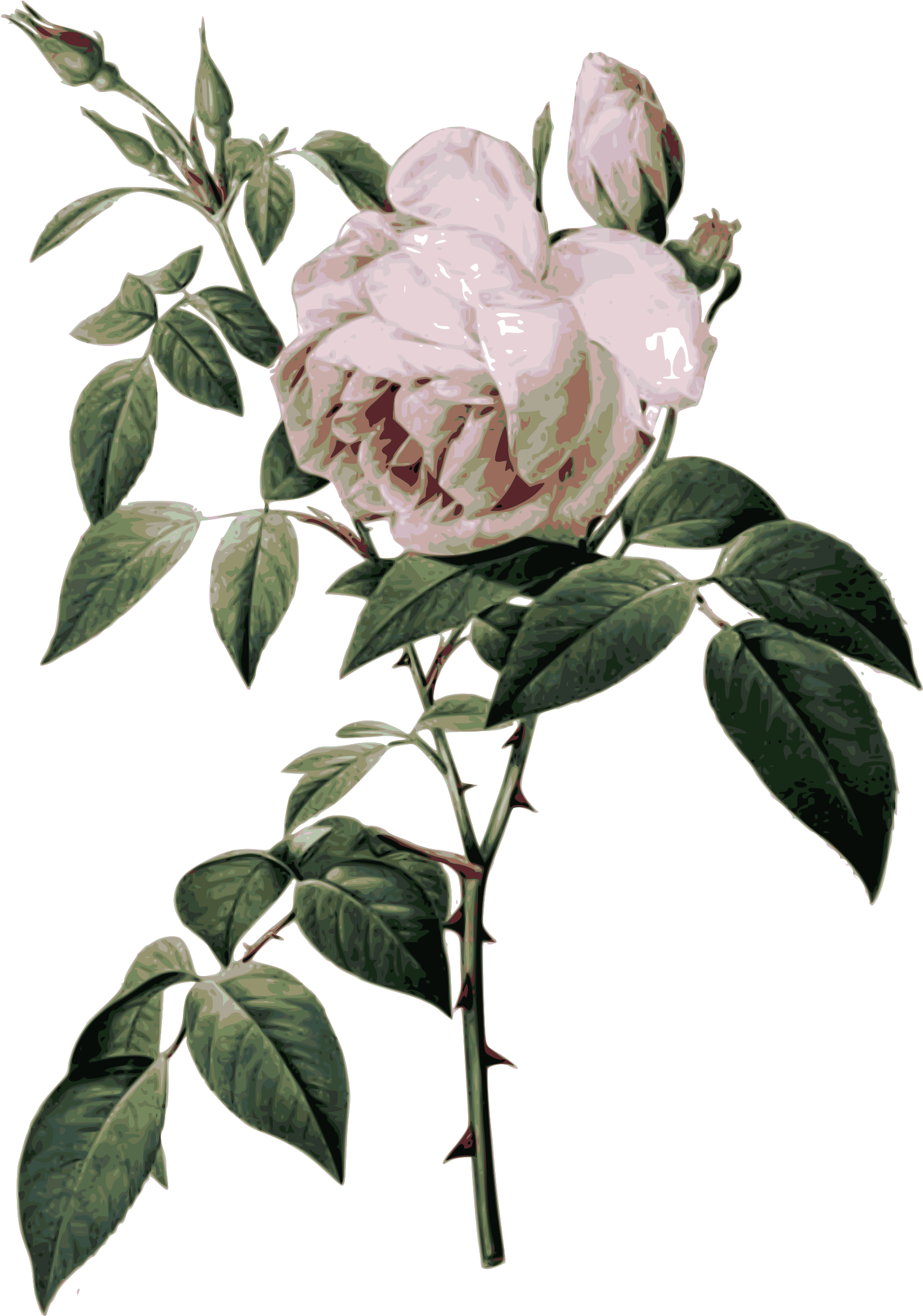 Big Image - Rose Botanical Illustration (1703x2400), Png Download