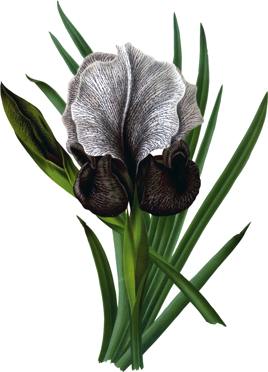 Hd Gorgeous Vintage Painted Flowers - Flower (1024x1280), Png Download