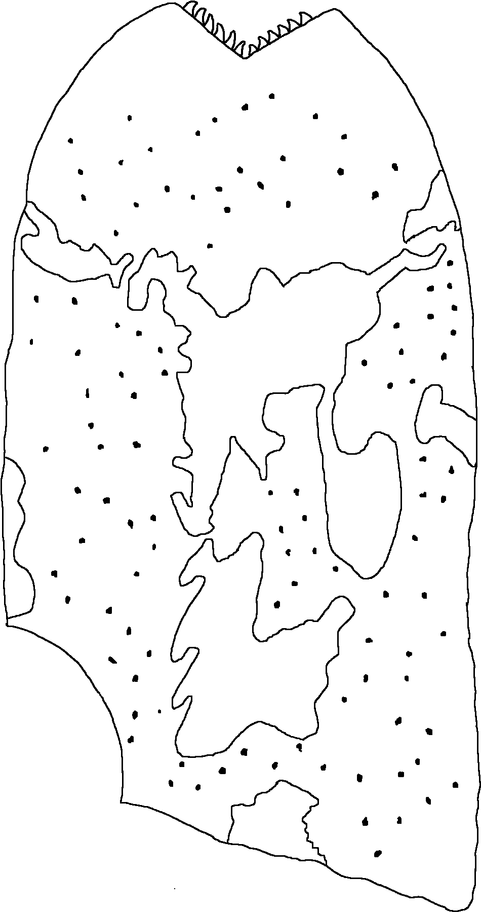 Dolichopterus Gotlandicus - Line Art (1078x1844), Png Download