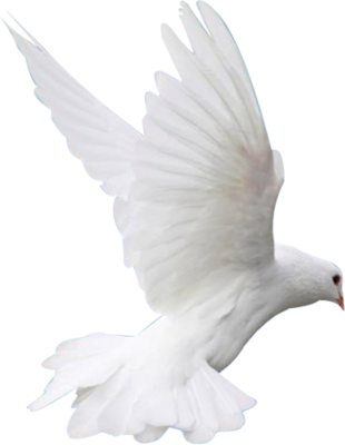 Pigeon Psd - Sultan Ahmed Mosque (310x400), Png Download
