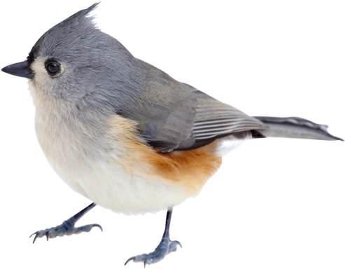 How To Take Good Quality Bird Photos - Robin Transparent Bird (500x500), Png Download