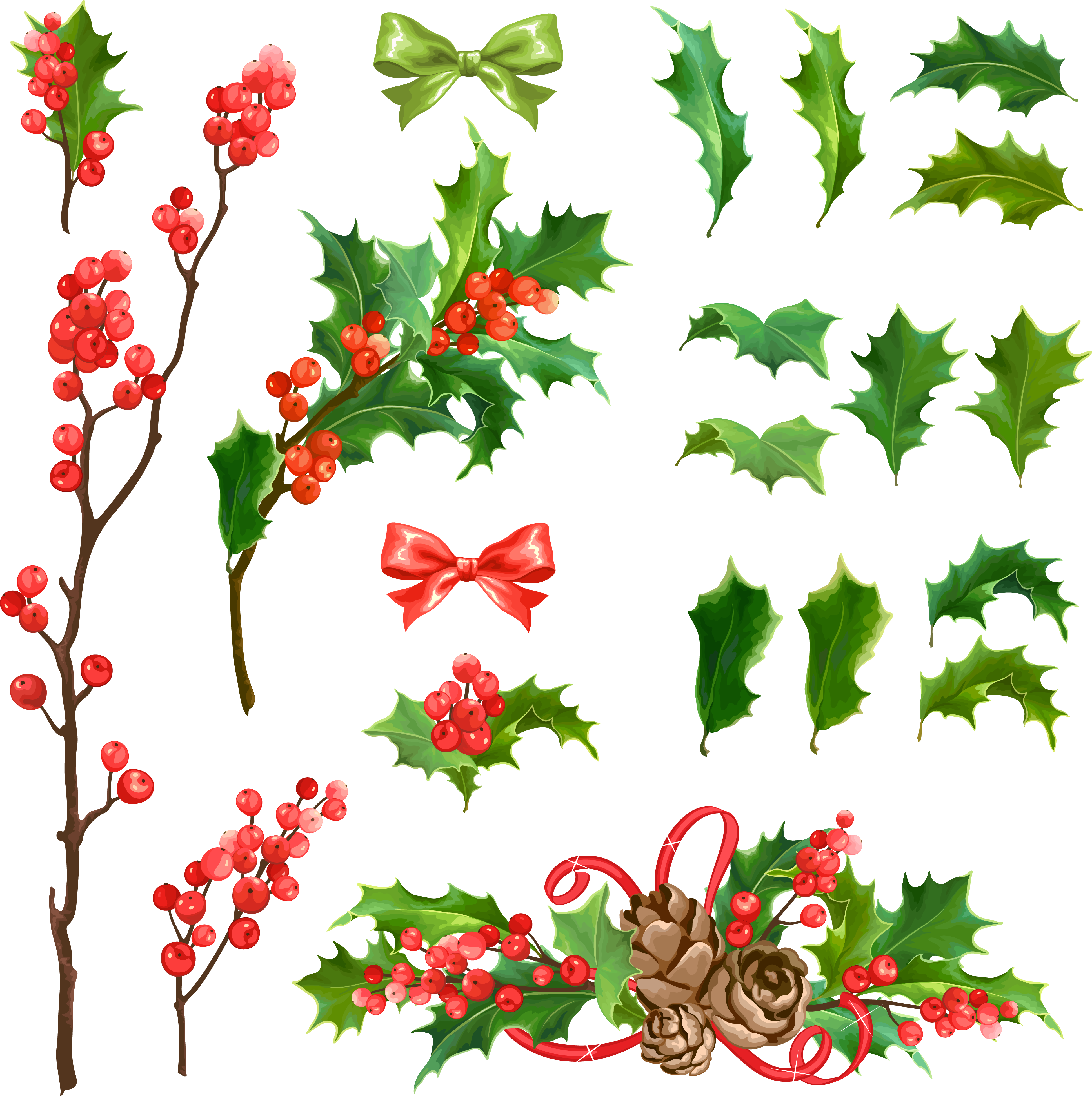 Common Holly Christmas Decoration Euclidean Vector - Christmas Day (3877x3892), Png Download