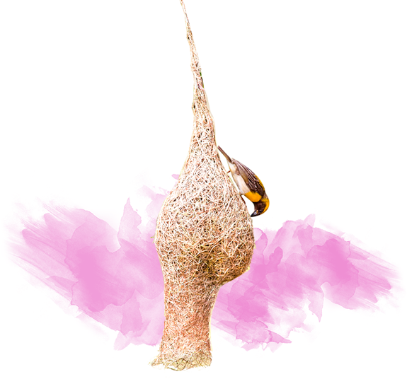 Perfection - Turkey (575x536), Png Download