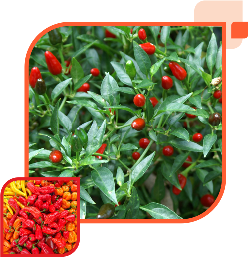 We Are Also Able To Provide Our Customers With Premium - Birds Eye Chilli Plant (529x530), Png Download