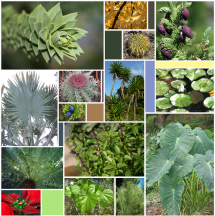 Leaf - 2,500 Seeds Of Basil Thai Basil Herb Seed Spicy Basil (440x441), Png Download