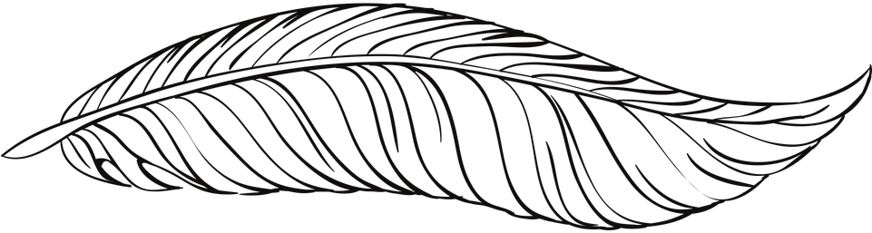 Pen Feathers Bird Animal Beautiful Pe - Feather (960x480), Png Download