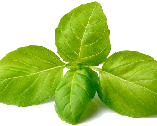 Khadi Basil Scrub Soap-125g Set Of 4 (500x500), Png Download