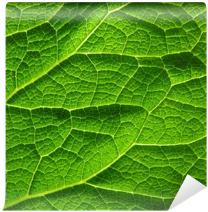 Plant Pathology (400x400), Png Download