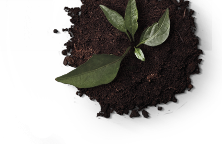 Bonafarm - Cake (440x285), Png Download