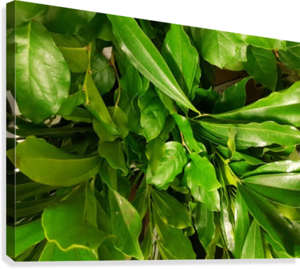Leaf - Houseplant (429x386), Png Download