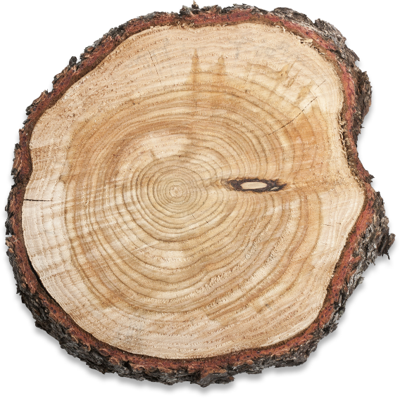 Wood-cut - Wood (568x566), Png Download