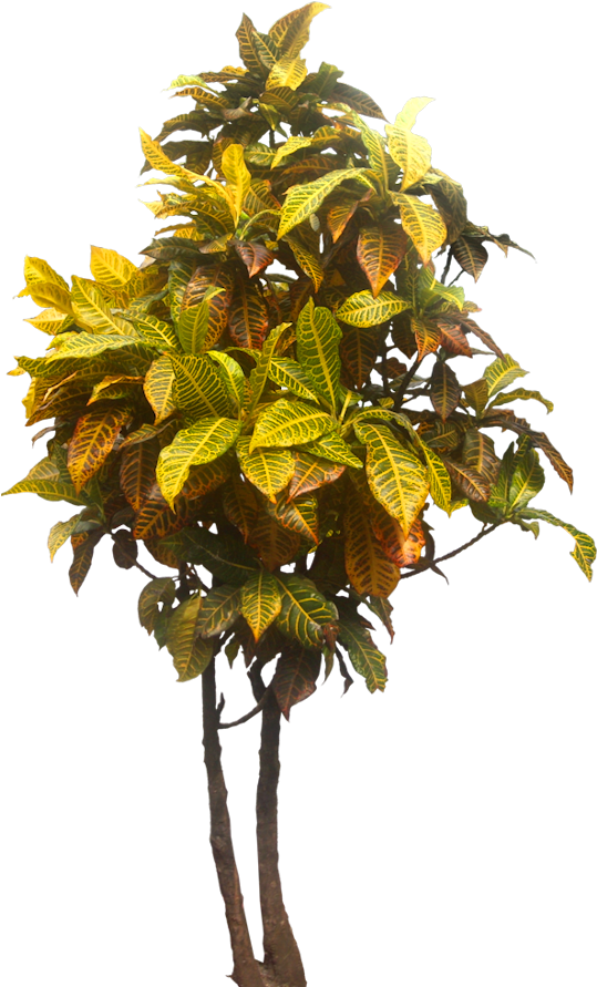 Pin By Putichai Sam On Tree Cut Out/ Cambodian Plants - Garden Plant No Background (541x900), Png Download
