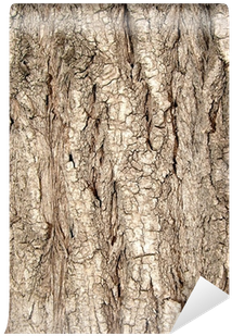 Texture Tree(wood) Osiers(willows) Wall Mural • Pixers® - Plank (400x400), Png Download