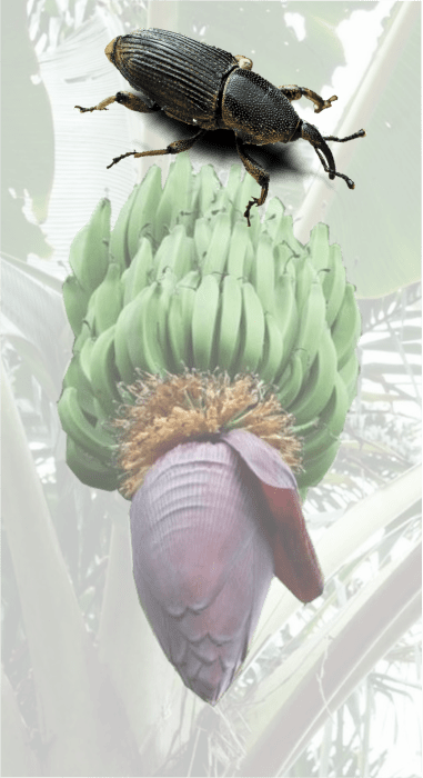 The Black Banana Weevil Cosmopolites Sordidus Is One - Dung Beetle (381x700), Png Download