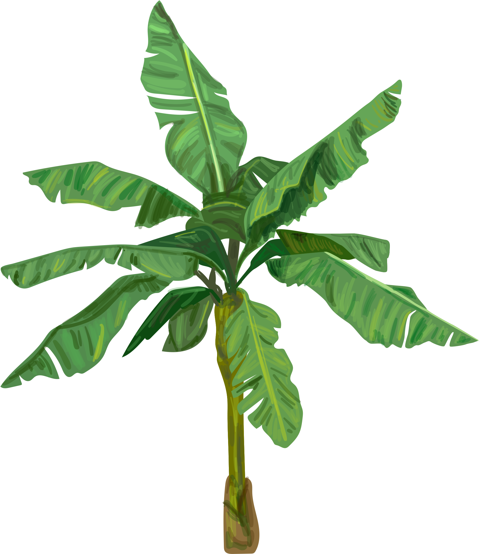 ต้นกล้วย - Banana Tree Images Png (1928x2209), Png Download