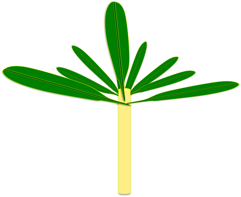 Furthermore, In The Tropics There Is A Plenitude Of - Banana (789x656), Png Download