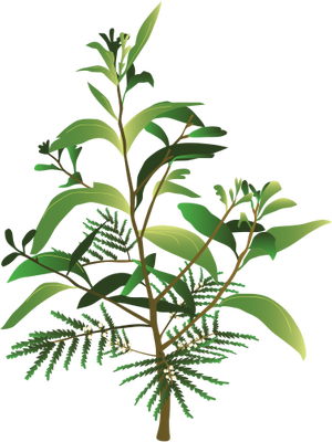 Ian Symbol Acacia Koa - Peace Lily Plant Png (300x400), Png Download