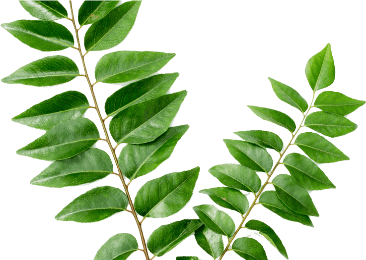 Curry Leaves करी पत्ता - Curry Leaf Kari Patta (1000x524), Png Download