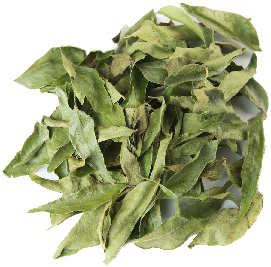 Curry Tree (1000x1000), Png Download