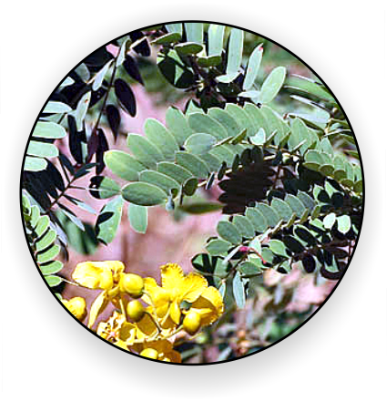 Dried Curry Leaf Powder - Leaf (425x441), Png Download