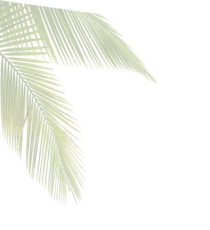 If You Need Your Palm Or Coconut Trees Denutted, Our - Sabal Minor (428x468), Png Download