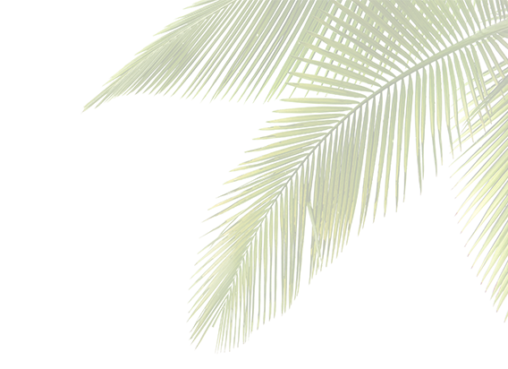 If You Need Your Palm Or Coconut Trees Denutted, Our - Collections Etc Coconut Oil Moisturising Skin Cream (568x412), Png Download