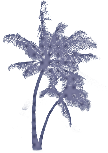 Ftestickers Coconuttree Aesthetic Blue Beachstickers - Tropical Trees Photoshop Png (462x537), Png Download