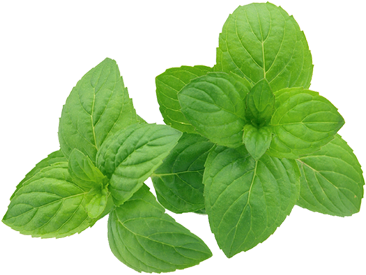 Fresh-pudina - Aloe Vera And Mint (562x562), Png Download