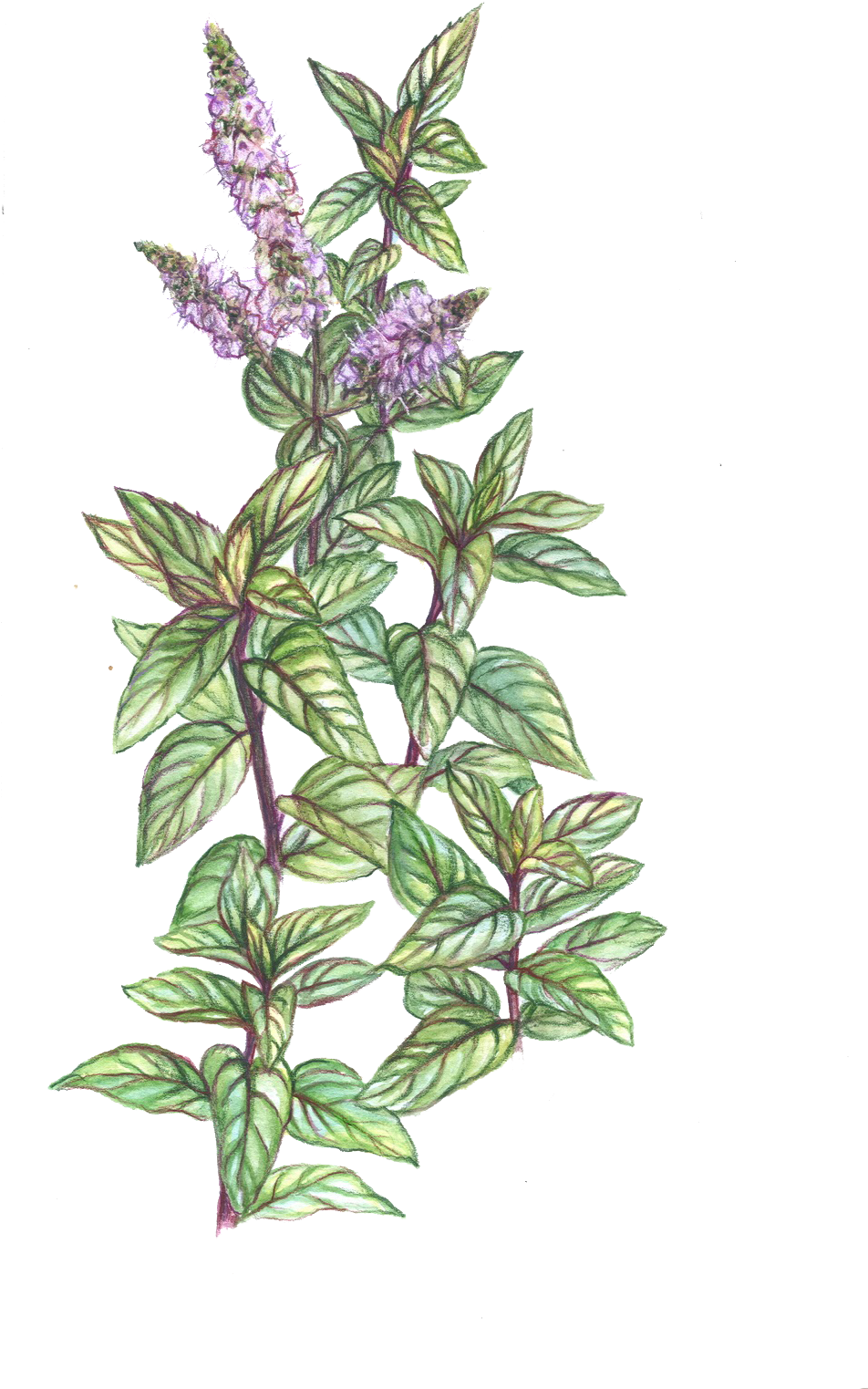 Flora Series - Herb Drawing Png (1130x1600), Png Download