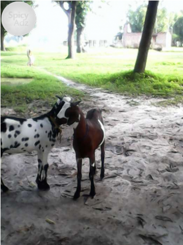 I Want To Sell My Bakra - Burro (640x480), Png Download