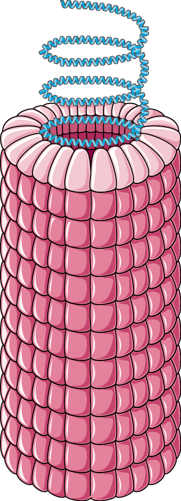 Download The Image - Tobacco Mosaic Virus Png (374x1033), Png Download