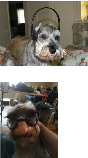 Sir Captain Crunch - Standard Schnauzer (297x533), Png Download