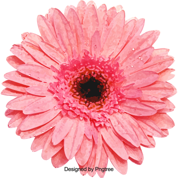 Cartoon Beautiful Hand Painted Water Color Flowers, - Transvaal Daisy (360x360), Png Download
