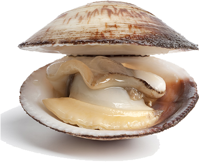 Clams Png Transparent - Clams Png (443x393), Png Download
