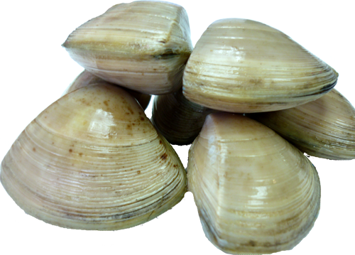 Clams Png Photos - Clams Png (500x359), Png Download