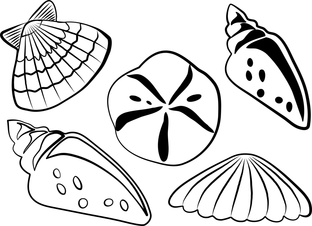 Seashell Clam Bivalvia Computer Icons Cockle - Shells Clipart Black And White (1035x750), Png Download