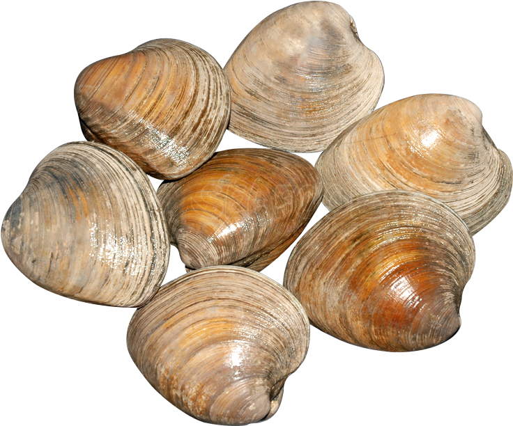 Baltic Clam (750x750), Png Download