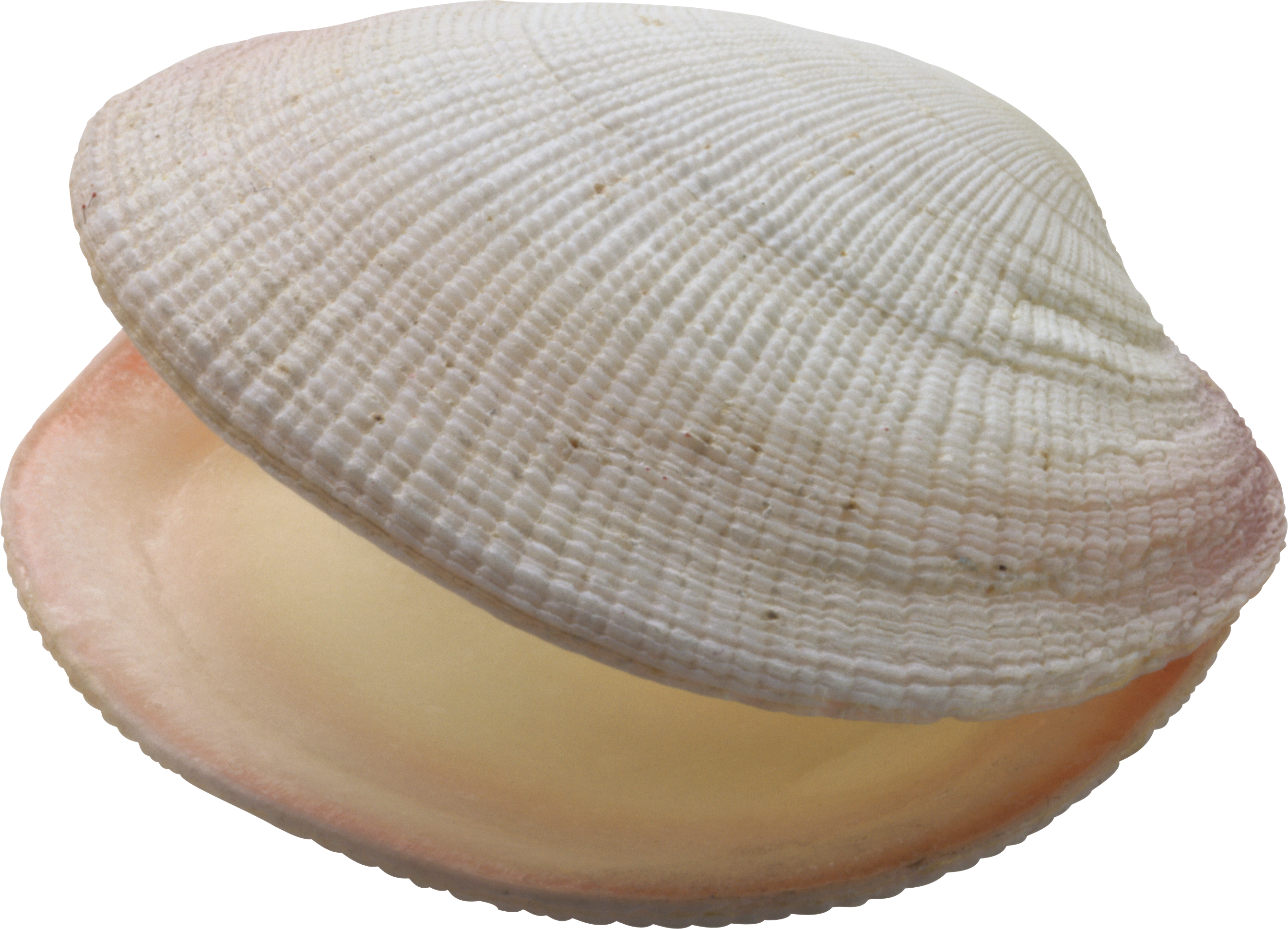 Transparent Background Seashells Png (2685x1937), Png Download