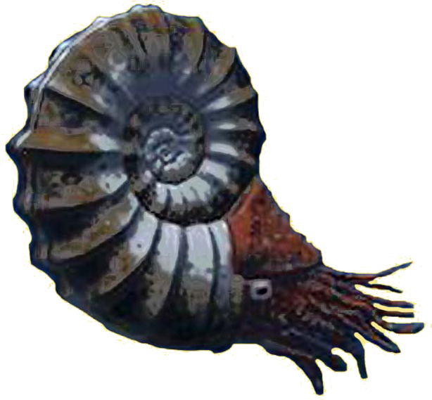 Ammonite Reconstructed - Ammonite Fossile Png (629x580), Png Download
