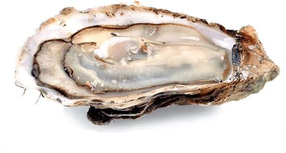 Clam Clipart Transparent Background - Fresh Oyster (580x311), Png Download