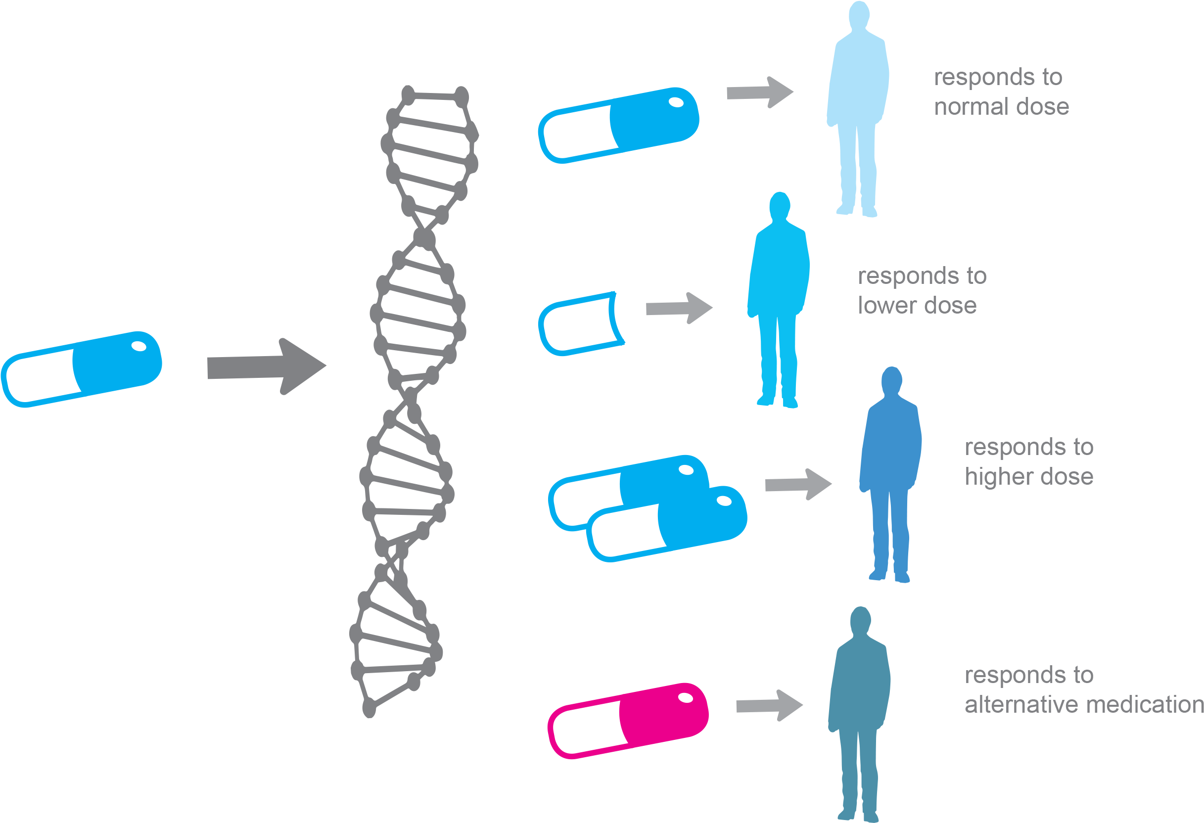 Alpha Genomix Enables The Selection Of The Right Drug - Personalized Medicine (2528x1816), Png Download