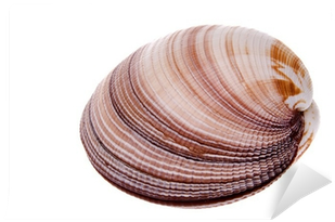 Isolated Image Of A Beautiful Clam - Clam (400x400), Png Download