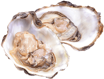 Oysters Png (400x400), Png Download