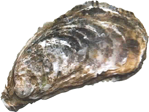 Oyster - Oyster Png (550x464), Png Download